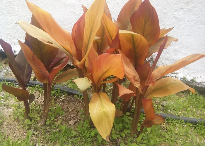 Sirocco * Herszonisszosz