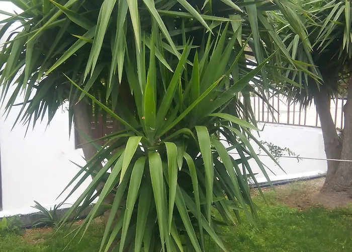 Sirocco * Herszonisszosz