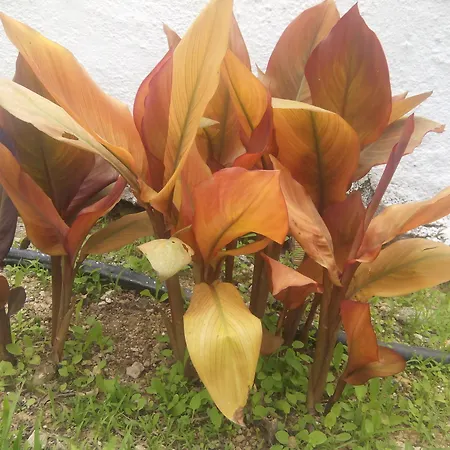 Sirocco * Херсониссос