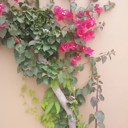 דירה Sirocco הרסוניסוס