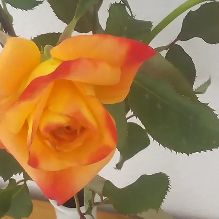 Sirocco * Hersónissos