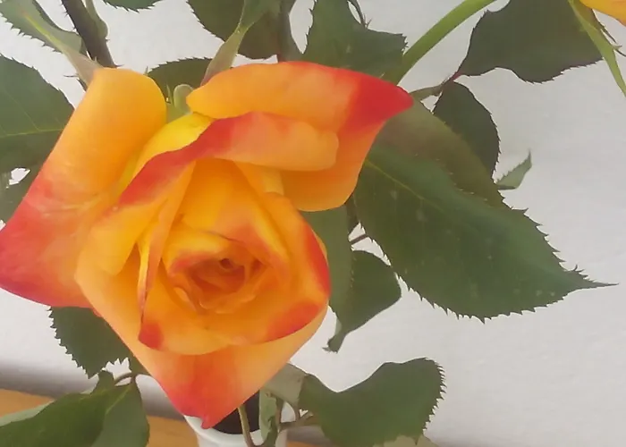 Sirocco * Hersónissos